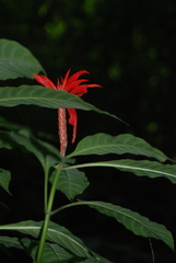 Aphelandra
