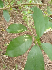 Liriomyza flavolateralis