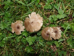 Entoloma exile