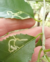 Liriomyza flavolateralis