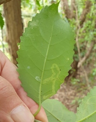 Liriomyza flavolateralis