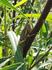 Schistocerca flavofasciata