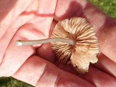 Entoloma exile