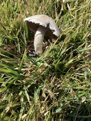 Agaricus bisporus