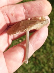 Entoloma exile