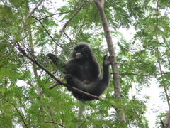 Indochinese Gray Langur photo 4