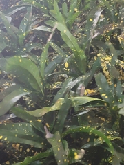 Codiaeum variegatum
