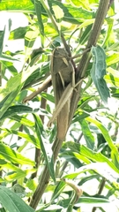 Schistocerca flavofasciata