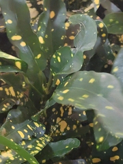 Codiaeum variegatum