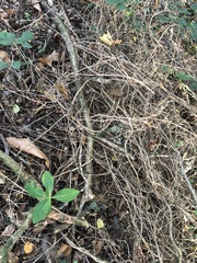 Lonicera periclymenum