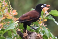 Psarocolius montezuma