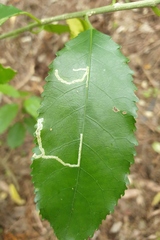 Liriomyza flavolateralis