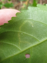 Liriomyza flavolateralis