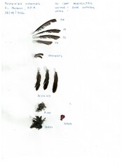 Sephanoides sephaniodes