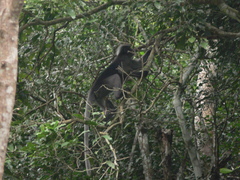 Indochinese Gray Langur photo 5