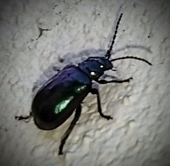 Macrohaltica transversa