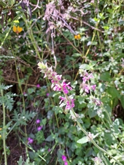 Stachys grandidentata
