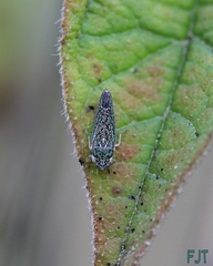Graphocephala guerreroensis