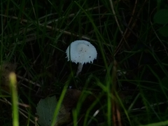 Cystolepiota seminuda