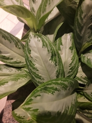 Aglaonema