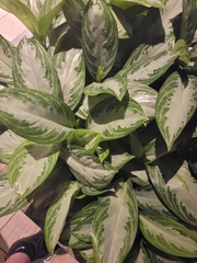 Aglaonema