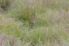 Amaurornis phoenicurus