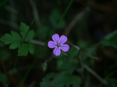 Geranium robertianum
