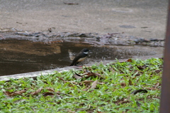 Rhipidura javanica