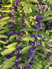 Callicarpa dichotoma