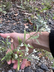 Pseudognaphalium