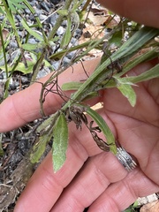 Pseudognaphalium