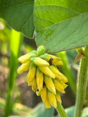 Eriosema psoraleoides