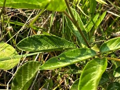 Eriosema psoraleoides