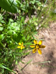 Sisyrinchium graminifolium