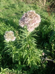 Eupatorium cannabinum