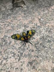 Chrysocale principalis