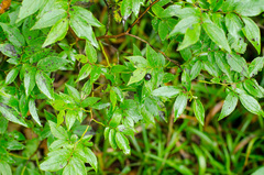 Vaccinium erythrocarpum