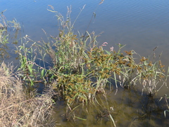 Cyperus erythrorhizos