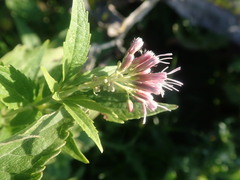 Eupatorium cannabinum