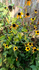 Rudbeckia triloba