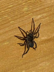 Lycosinae