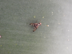 Pseudodyscrasis scutellaris