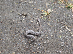 Crotalus transversus