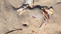 Liocarcinus holsatus