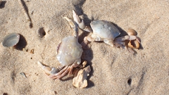 Liocarcinus holsatus