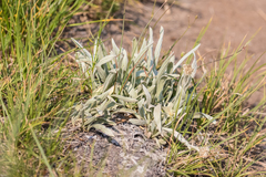 Antennaria lanata