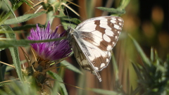 Melanargia lachesis