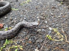 Crotalus transversus