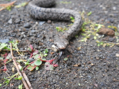 Crotalus transversus