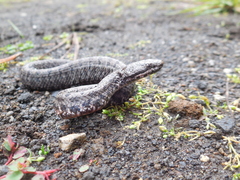 Crotalus transversus